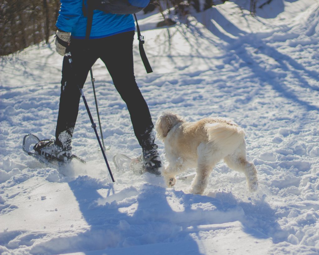 Un homme qui promène son chioen dans la neige